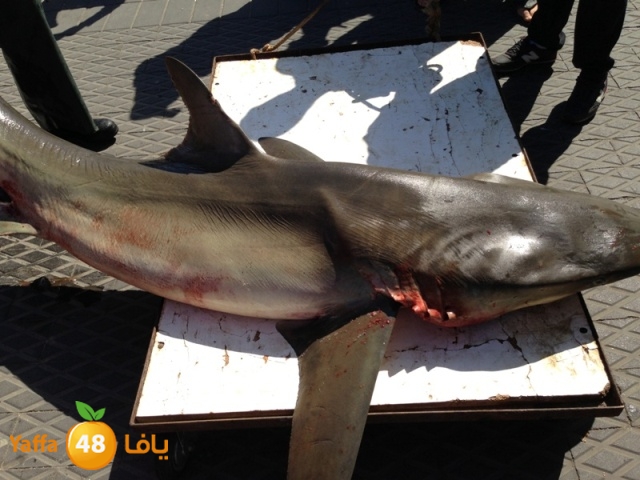 minashark328 (21).JPG